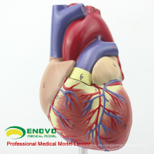 HEART03 (12479) Modelo de anatomía del corazón humano adulto de tamaño natural completo, 2 partes, modelos de anatomía&gt; Modelos de corazón